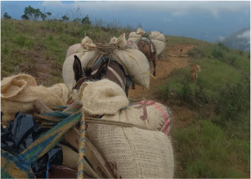 Mulas con café