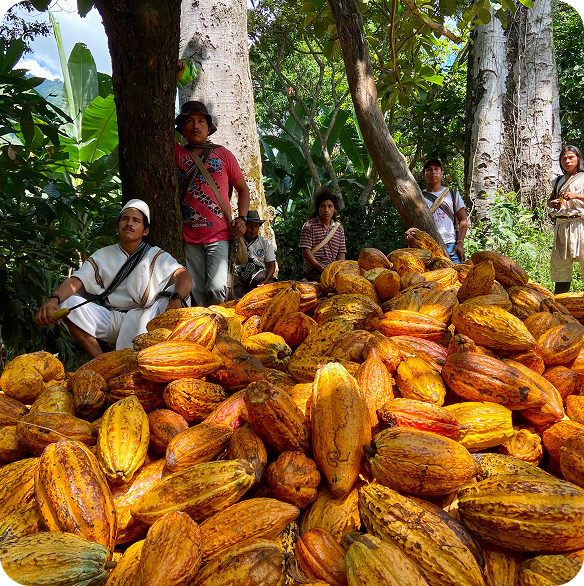 cacao