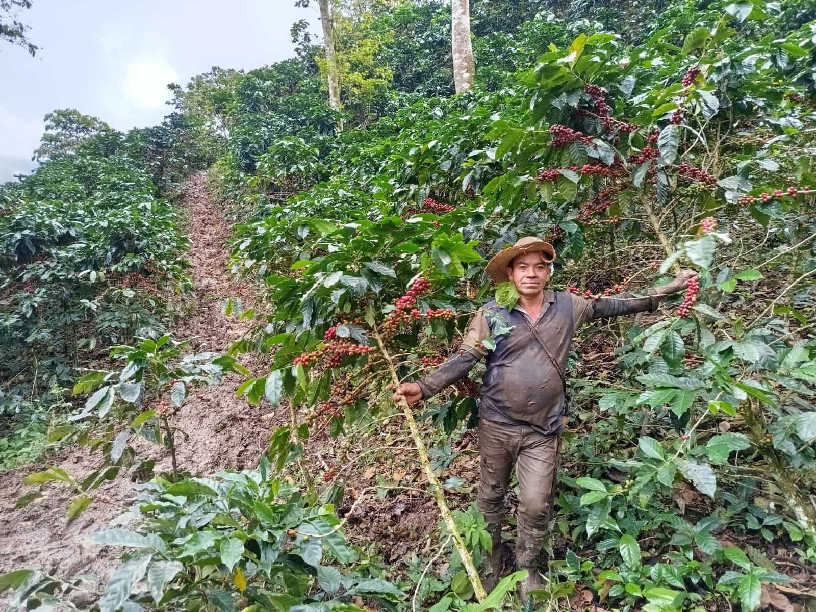 Lluvias en Cafetales