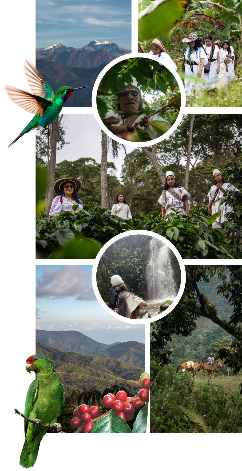 conectando bosques 3